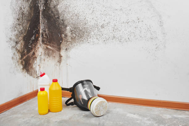 Certified Mold Removal in Dry Ridge, OH