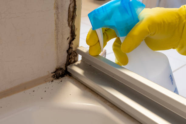 Professional Mold Removal in Dry Ridge, OH