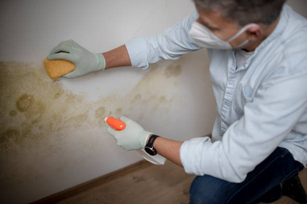 Best Emergency Mold Removal  in Dry Ridge, OH