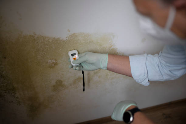 Mold Removal and Inspection in Dry Ridge, OH